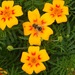 http://gardengrab.co.uk/post/59590341992