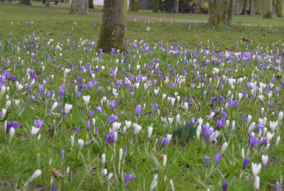 ideas-for-what-to-plant-in-march-in-the-garden-and