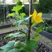 http://gardengrab.co.uk/post/65955313431