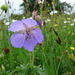http://gardengrab.co.uk/post/55265871823