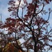 http://gardengrab.co.uk/post/65429121915
