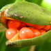 http://gardengrab.co.uk/post/66277076641