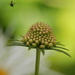 http://gardengrab.co.uk/post/60396195288