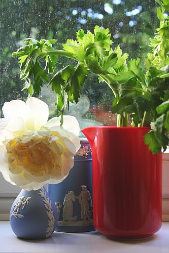 rose-apium-graveolens-var-dulce