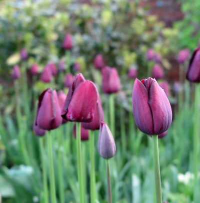 queen-of-night-tulips