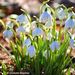 http://gardengrab.co.uk/post/43362419931