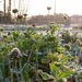 http://gardengrab.co.uk/post/72241080051