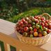 http://gardengrab.co.uk/post/66376838817