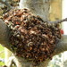 http://gardengrab.co.uk/post/66682867686