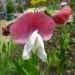 http://gardengrab.co.uk/post/53043662740