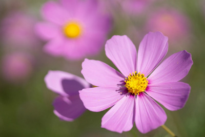 flowers-are-a-popular-birthday-gift-and-choosing