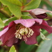 http://gardengrab.co.uk/post/44775386444