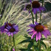 http://gardengrab.co.uk/post/58449931542
