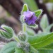 http://gardengrab.co.uk/post/71844129178