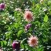 http://gardengrab.co.uk/post/65227605981