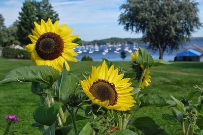beautiful-flowers-at-the-malletts-bay-campground