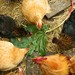 http://gardengrab.co.uk/post/59769823370