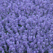 http://gardengrab.co.uk/post/58718225128