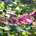 http://gardengrab.co.uk/post/65692373161