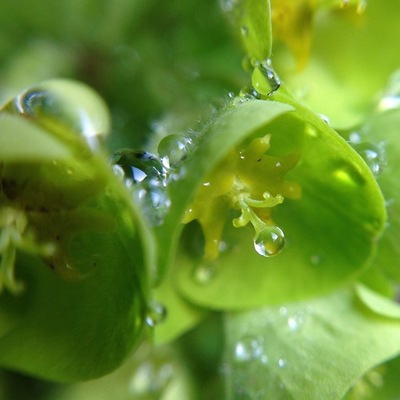 the-allotment-in-close-up-a-collection-of-macro