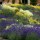 Clever Caversham Court II