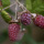 Loganberries