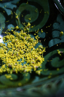 fennel pollen recipe