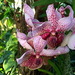 http://gardengrab.co.uk/post/71844133663