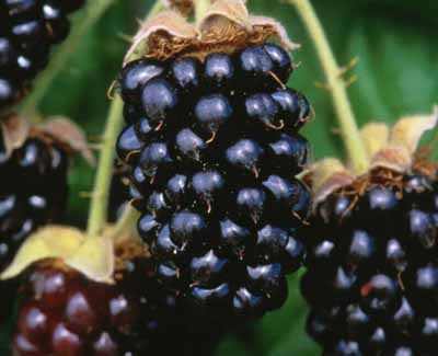Marionberries (2493507934)