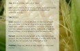 Sweetcorn