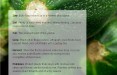 Courgettes