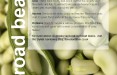 Broad beans