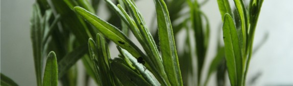 7 days to become a better gardener