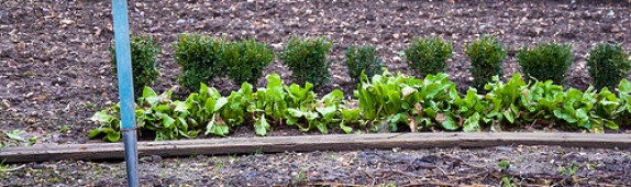 Better gardener soil series: day four
