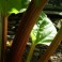 Rhubarb