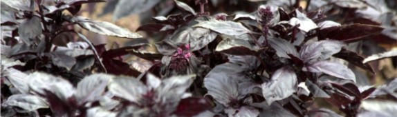 Improving Your Garden For Pleasure