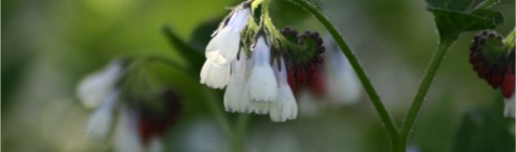 Better gardener soil series: day five