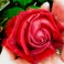 Rose petal perfume and other lovely plans