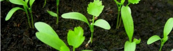 Better gardener soil series: day six