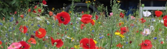 Urban meadows at the Chelsea Fringe