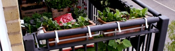 Get your own gorgeous Lawn in the Sky