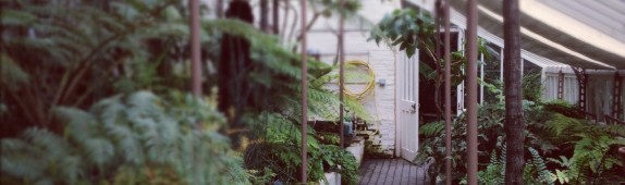 Fernery