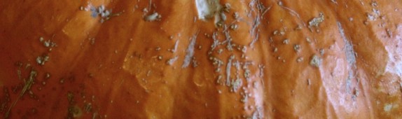 Cinderella pumpkin: ‘Rouge vif d’etampes’