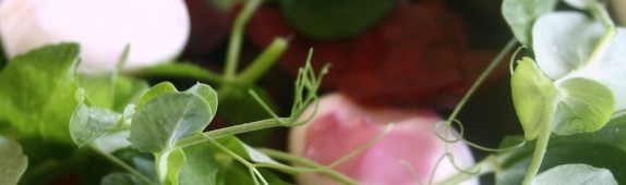 Beetroot, peashoot and quail’s egg salad