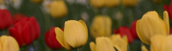 The loveliest spring garden