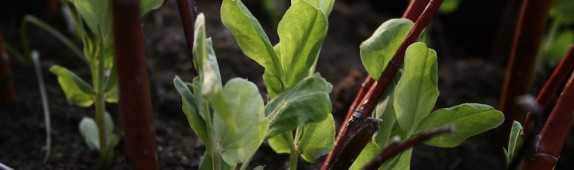 Balcony peas