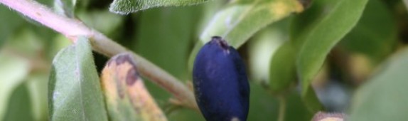 Blue honeysuckle berries