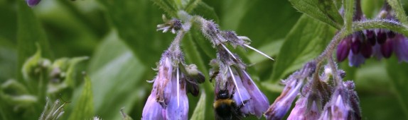 Bees love comfrey