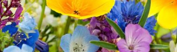 Win a gorgeous flower meadow seed mat