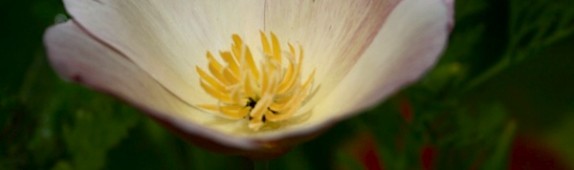 Californian poppies